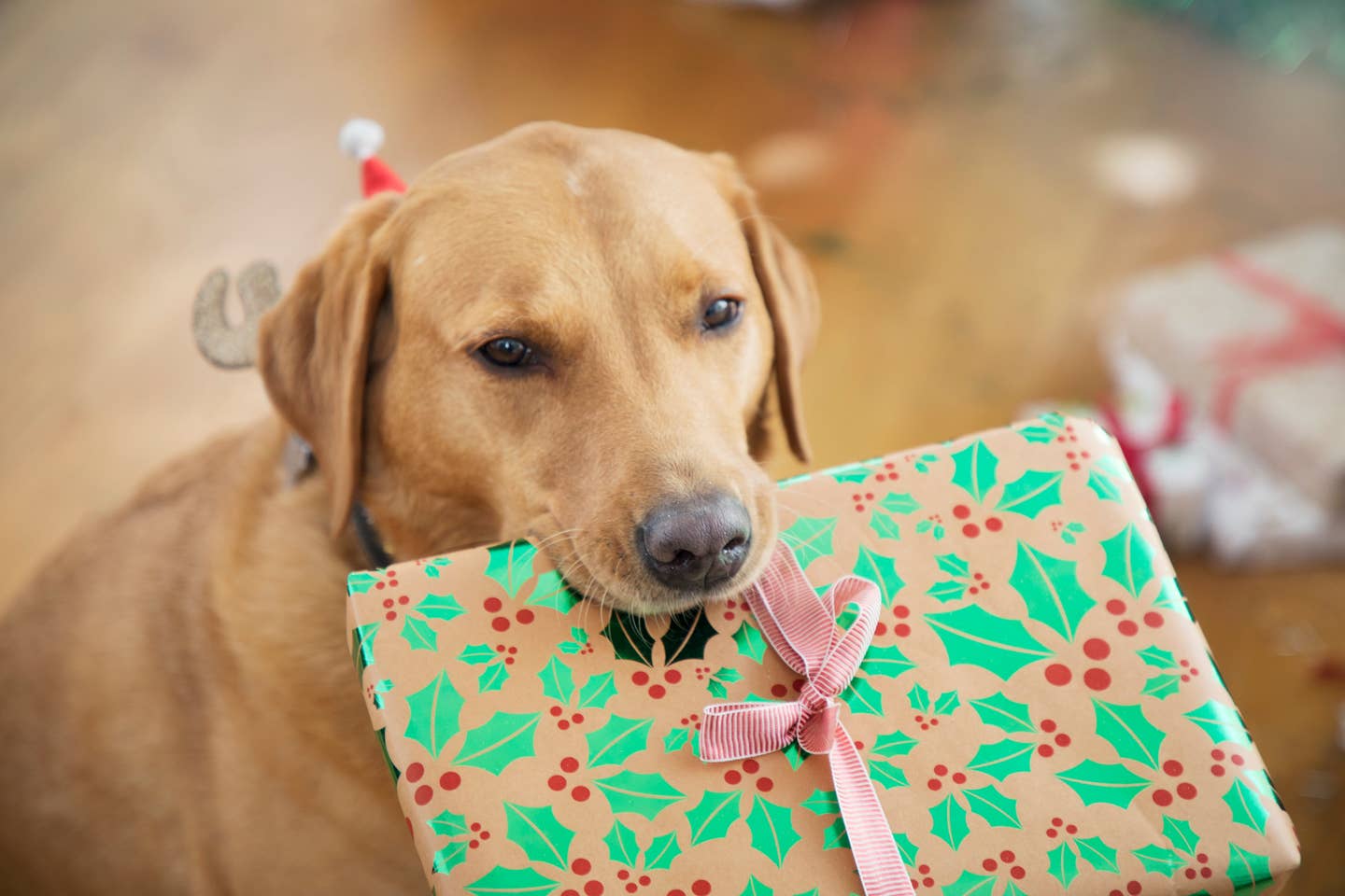 Your 2022 Plant-Based and Sustainable Holiday Gift Guide