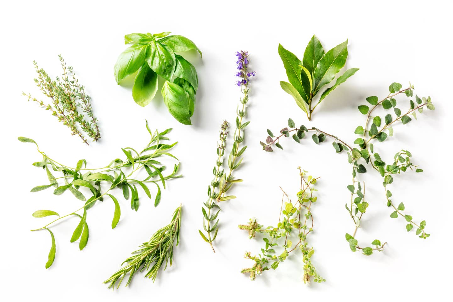 7 Herbs To Fight Allergies Naturally, According to Studies