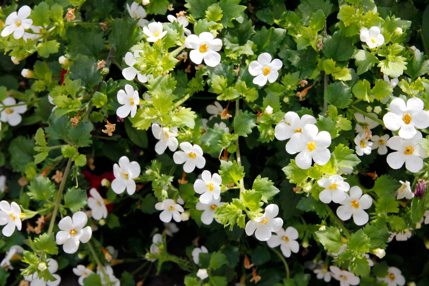 Flowers