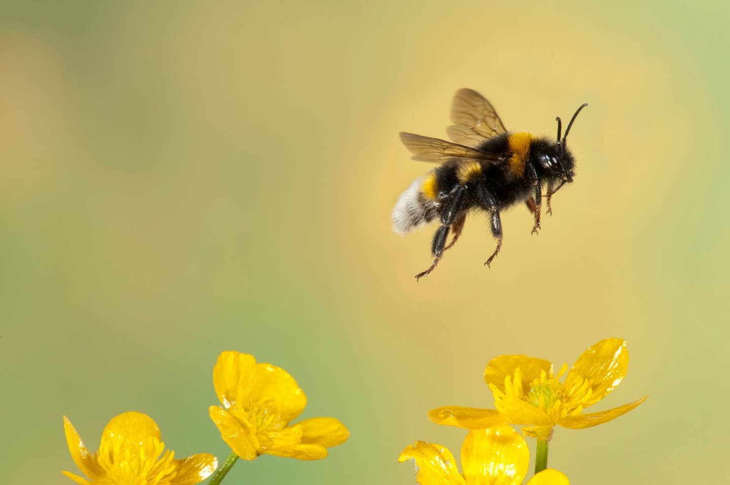 What's better than a gift that helps save the bees? Donate to World Wildlife Foundation on behalf of a loved one and they'll send you an adorable bee plushie, an adoption certificate, a gift bag, and a photo of the bee you're helping