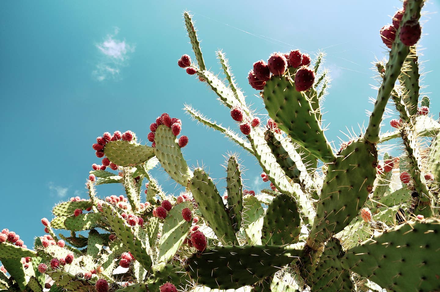 Cactus is rich in antioxidants