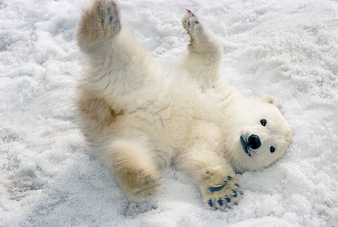 Polar Bear cub