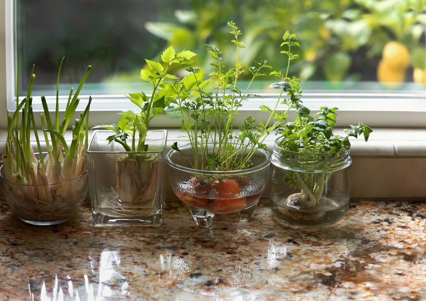 Indoor water garden