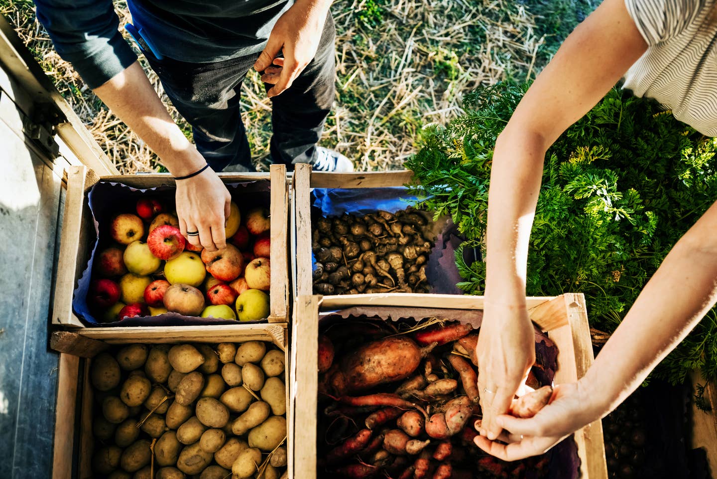 Urban Farmers Organising Crates Of Fruits And Vegetables On Truck